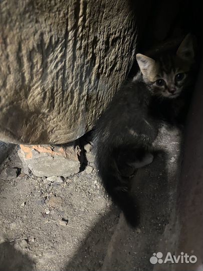 Котятки в добрые руки