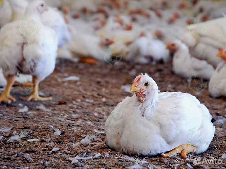 Куры бройлеры