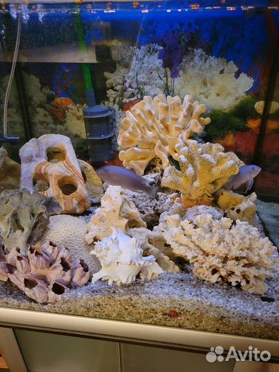 Ракушка и камни для аквариума