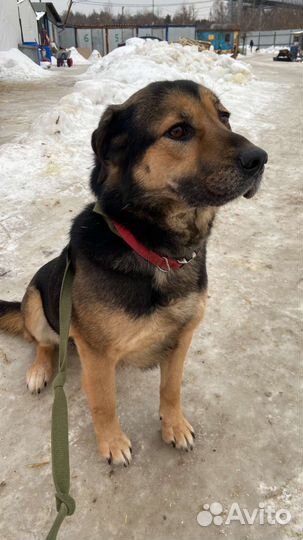 Эти глаза. Как много боли в них