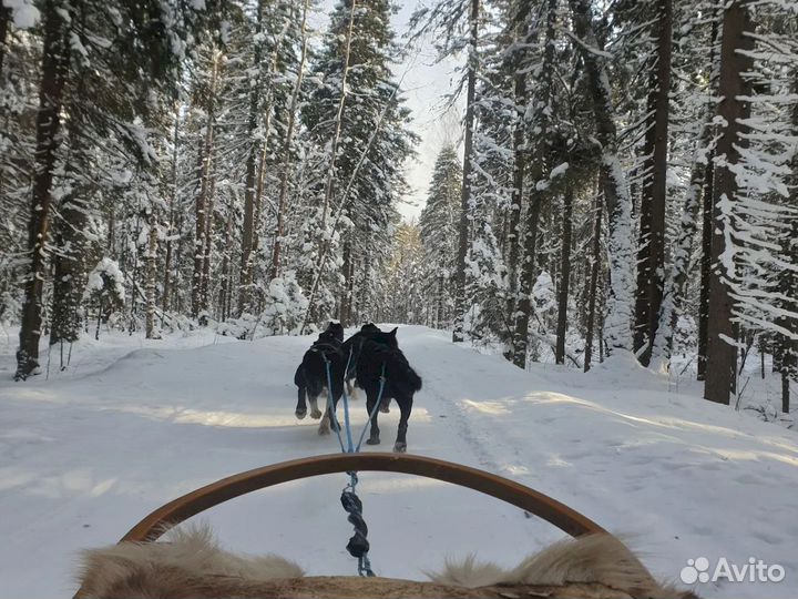 Тур с детьми в Карелию. Будоражащая Карелия