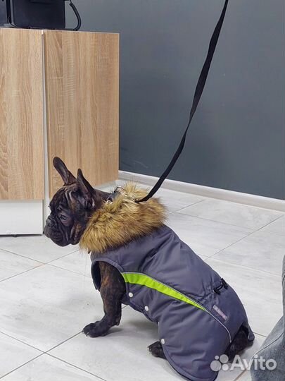 Зимняя попона для собак