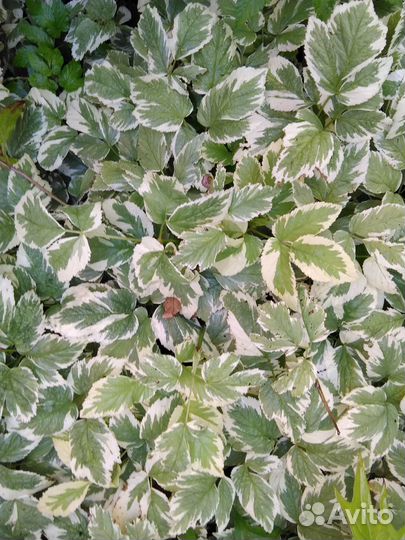 Барвинок, ландыш, девясил, анемона, сныть