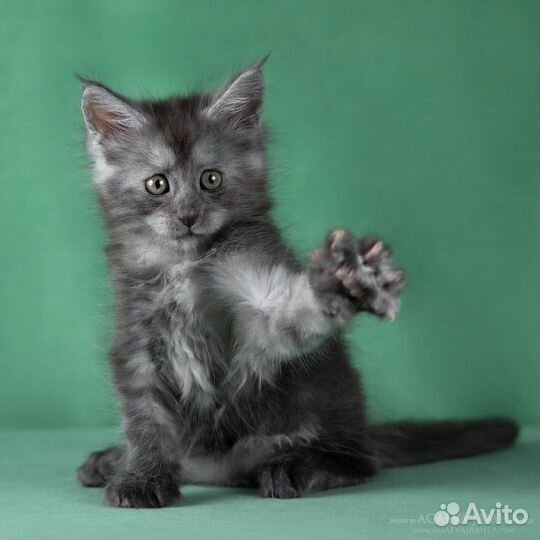 Мейн-кун кошка-подружка Камея