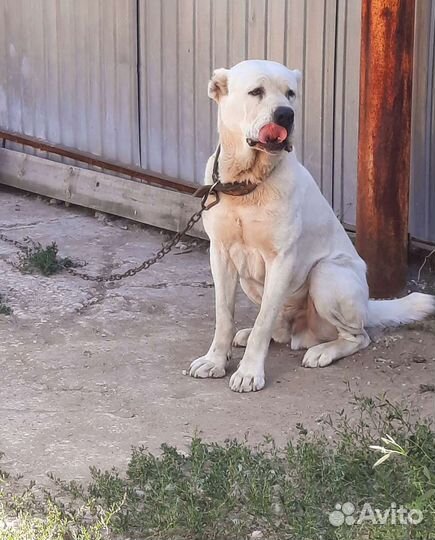 Собака алабай щенки