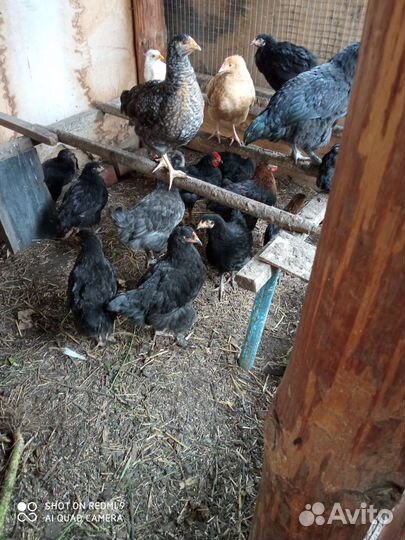 Куры молодки