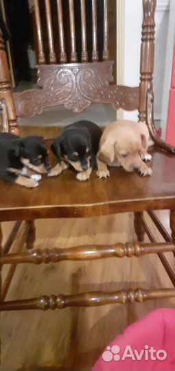 Щенки той-терьер