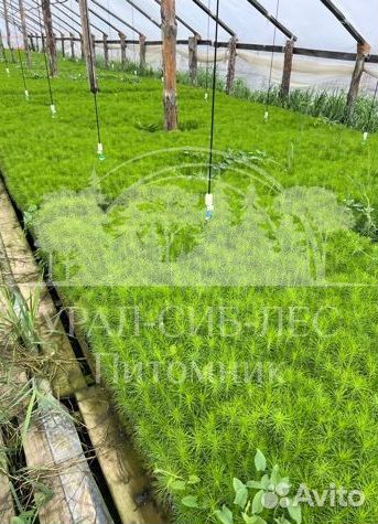 Сеянцы зкс Сосна окс Ель Лиственница Горная