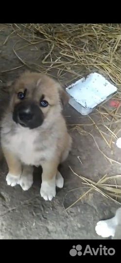 Щенки бесплатно