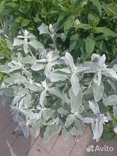 Многолетники для сада цветы