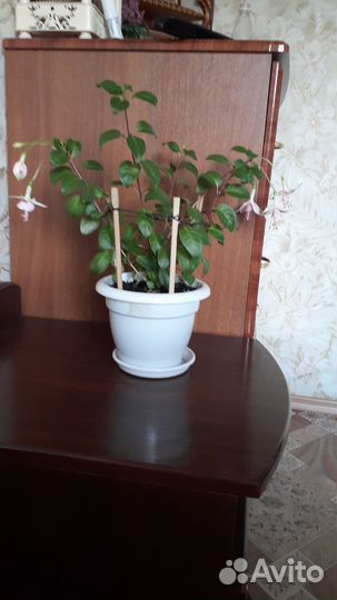 Фуксия