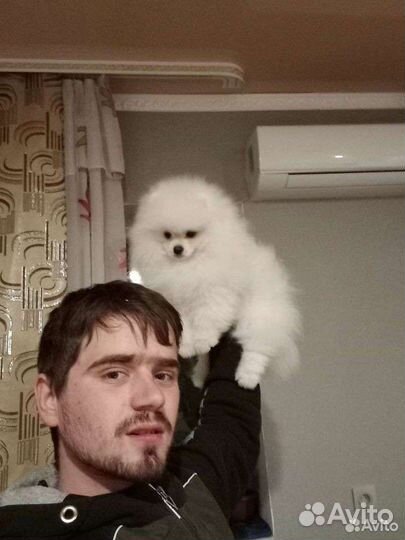 Щенки шпица