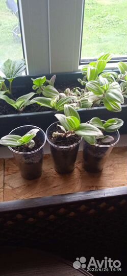 Традесканция