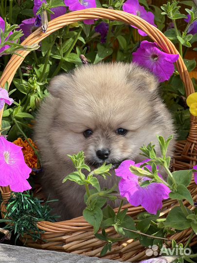 Щенки шпица