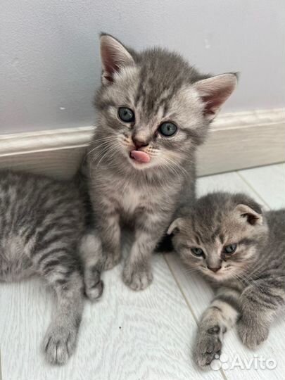Шотландские вислоухие и прямоухие котята