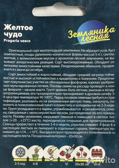 Рассада земляники