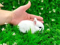 Мини карликовый кролик - гермелин супер мини