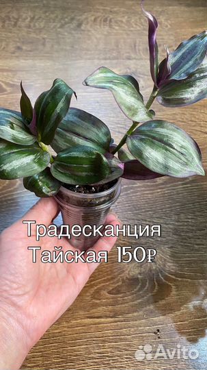 Комнатные растения