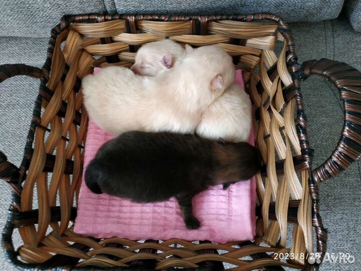 Щенки шпица