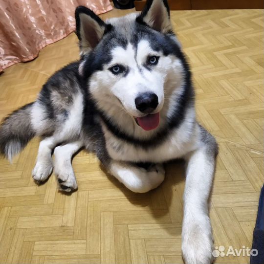 Хаски в добрые руки