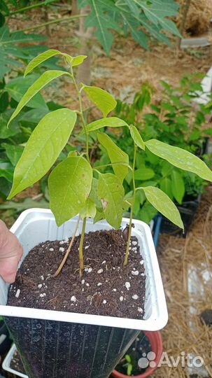 Аннона от рассады до цветущей