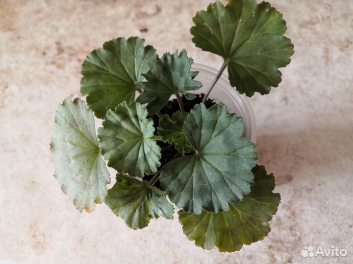 Пеларгония, герань