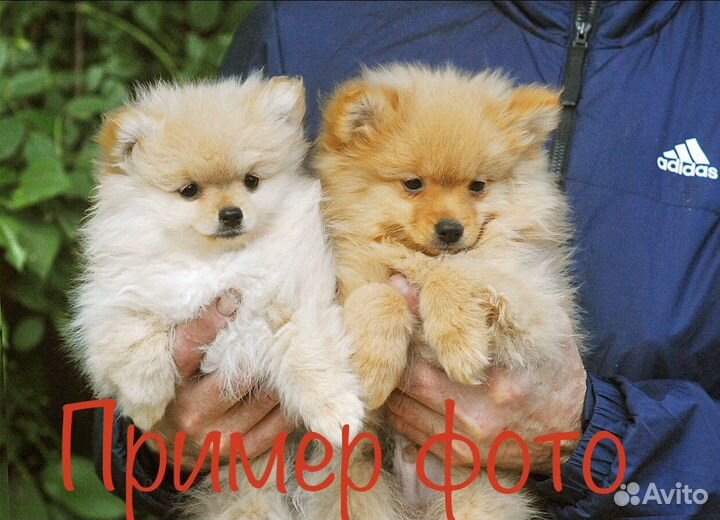 Вязка собак/инструктор/клеймение, Подольск, Бутово