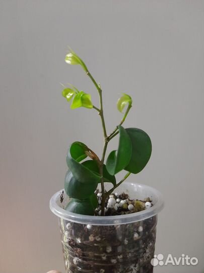 Эписция акварельная