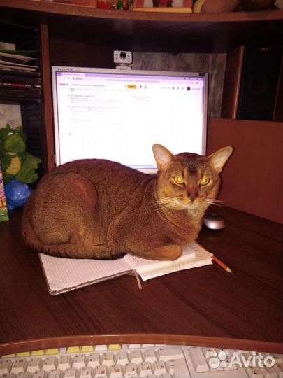 Абиссинская