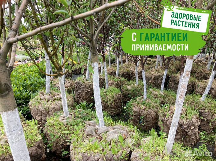 Вишня, груша, яблоня, черешня, слива. Саженцы