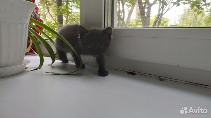 Котята(три мальчика) в добрые руки бесплатно