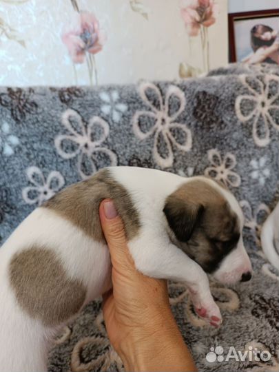 Щенки уиппета