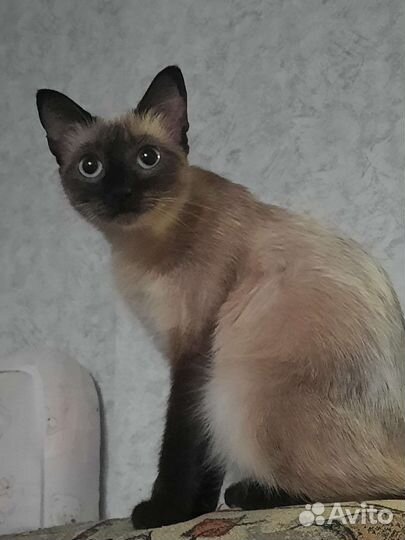 Сиамская кошка