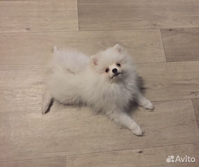 Шпиц (вязка)