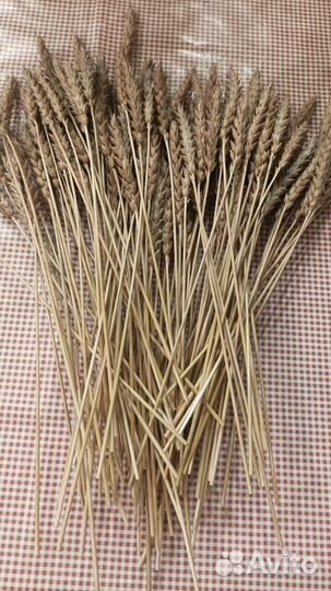 Колоски пшеницы сухоцветы