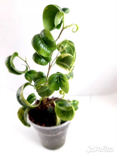 Фикусы Рубигиноза вар.,Ирен,Регидан