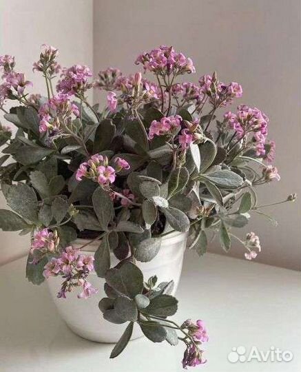 Каланхое Пумила (срез)