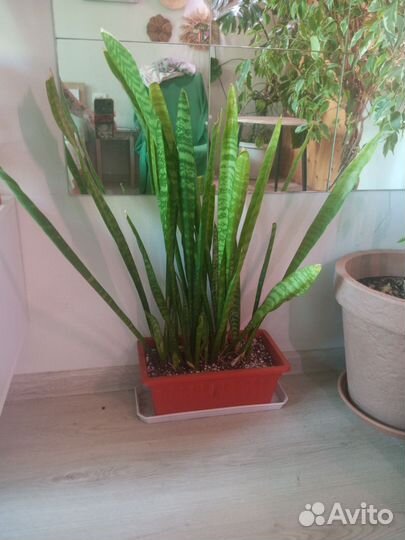 Сансевиерия