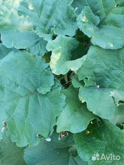 Майский сок лопуха (свежий)