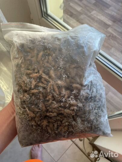 Сверчки домовые замороженные