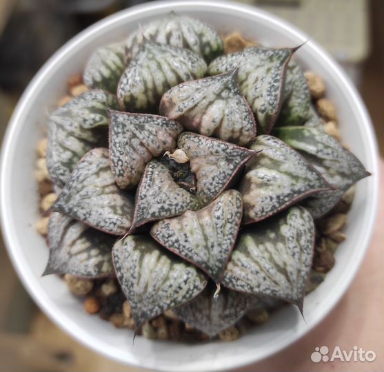 Хавортия вариегатные - 3