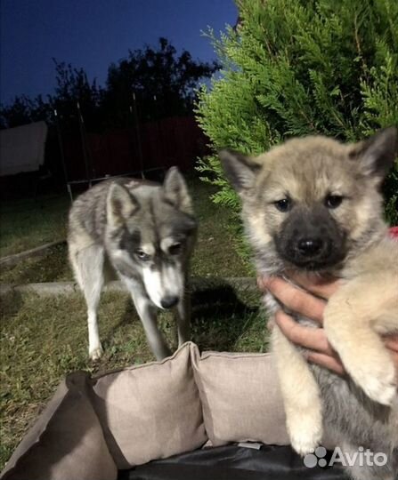 Продажа щенков