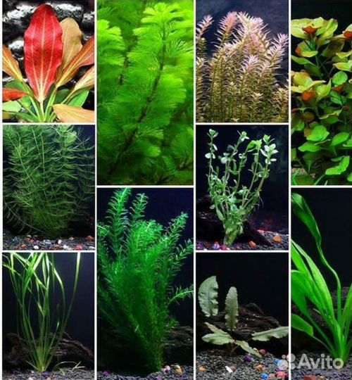 Растения для аквариума и пруда