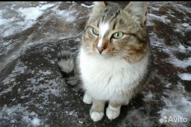 Котика выкинули на улицу