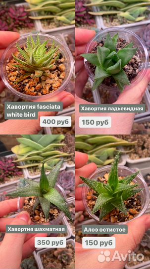 Суккуленты