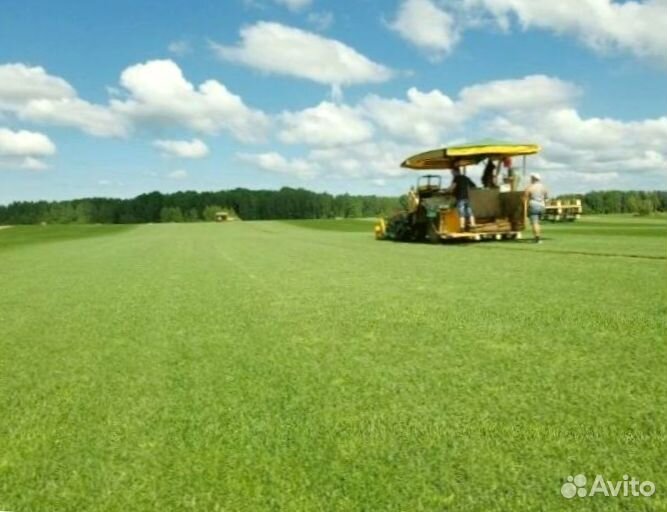 Рулонный газон