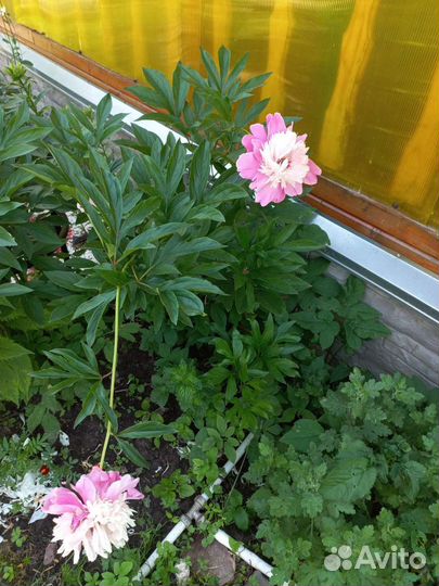 Пион розовый кустики, ирисы