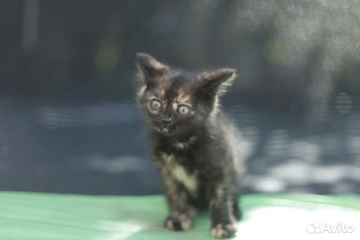 Котенок