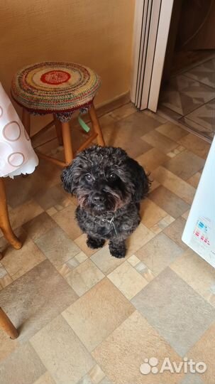 Мальтипу вязка