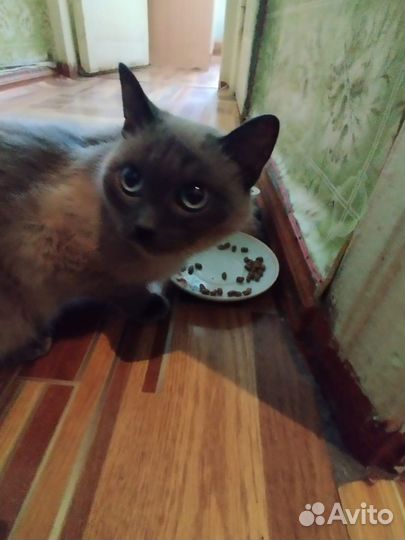 Кошки в добрые руки